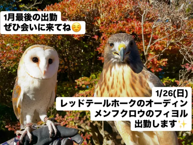 1/26(日)
レッドテールホークのオーディン
メンフクロウのフィヨル
出勤します✨

おそらく1月最後の出勤ですので
ぜひ会いに来てください☺️

＊＊＊＊＊＊＊＊＊＊＊＊＊＊＊＊＊＊＊
【店舗情報】
フクロウギャラリーTOKYO

【アクセス】
東京都江東区三好4-7-30
東京都現代美術館すぐ近く

清澄白河駅から徒歩12分

【営業時間】
13:00〜20:00（最終入場 19:00）
月曜定休（祝日の場合、翌火曜日が定休）

＊＊＊＊＊＊＊＊＊＊＊＊＊＊＊＊＊＊＊

[Store Information] Owl's Gallery TOKYO

[Access] 4-7-30 Miyoshi, Koto-ku, Tokyo Right next to the Tokyo Museum of Contemporary Art
12-minute walk from Kiyosumi-Shirakawa Station

[Business Hours] 1:00 PM - 8:00 PM (Last entry by 7:00 PM) Closed on Mondays (If Monday is a holiday, the gallery will be closed the following Tuesday)

＊＊＊＊＊＊＊＊＊＊＊＊＊＊＊＊＊＊＊
#フクロウカフェ #owlcafe
#東京都現代美術館 #美術館
#フクロウ　#フクロウのいる生活
#フクロウ好きと繋がりたい
#フクロウギャラリーTOKYO
#フクロウギャラリー
#猛禽類 #鷹 #タカ
#江東区　#清澄白河　#隠れ家　#カフェ
#東京 #tokyo #観光
#tokyotravel #museumofcontemporaryart