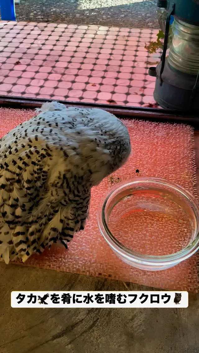 タカ🦅を肴に水を嗜むフクロウ🦉

＊＊＊＊＊＊＊＊＊＊＊＊＊＊＊＊＊＊＊
【店舗情報】
フクロウギャラリーTOKYO

【アクセス】
東京都江東区三好4-7-30
東京都現代美術館すぐ近く

清澄白河駅から徒歩12分

【営業時間】
13:00〜20:00（最終入場 19:00）
月曜定休（祝日の場合、翌火曜日が定休）

＊＊＊＊＊＊＊＊＊＊＊＊＊＊＊＊＊＊＊

[Store Information] Owl's Gallery TOKYO

[Access] 4-7-30 Miyoshi, Koto-ku, Tokyo Right next to the Tokyo Museum of Contemporary Art
12-minute walk from Kiyosumi-Shirakawa Station

[Business Hours] 1:00 PM - 8:00 PM (Last entry by 7:00 PM) Closed on Mondays (If Monday is a holiday, the gallery will be closed the following Tuesday)

＊＊＊＊＊＊＊＊＊＊＊＊＊＊＊＊＊＊＊
#フクロウカフェ #owlcafe
#東京都現代美術館 #美術館
#フクロウ　#フクロウのいる生活
#フクロウ好きと繋がりたい
#フクロウギャラリーTOKYO
#フクロウギャラリー
#猛禽類 #鷹 #タカ
#江東区　#清澄白河　#隠れ家　#カフェ
#東京 #tokyo #観光
#tokyotravel #museumofcontemporaryart