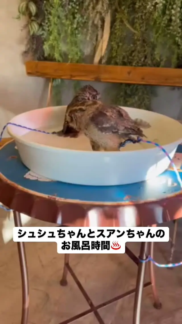 シュシュとスアンのお風呂時間♨️

シュシュは全身浴
スアンは足湯が好きみたいです☺️

＊＊＊＊＊＊＊＊＊＊＊＊＊＊＊＊＊＊＊
【店舗情報】
フクロウギャラリーTOKYO

【アクセス】
東京都江東区三好4-7-30
東京都現代美術館すぐ近く

清澄白河駅から徒歩12分

【営業時間】
13:00〜20:00（最終入場 19:00）
月曜定休（祝日の場合、翌火曜日が定休）

＊＊＊＊＊＊＊＊＊＊＊＊＊＊＊＊＊＊＊

[Store Information] Owl's Gallery TOKYO

[Access] 4-7-30 Miyoshi, Koto-ku, Tokyo Right next to the Tokyo Museum of Contemporary Art
12-minute walk from Kiyosumi-Shirakawa Station

[Business Hours] 1:00 PM - 8:00 PM (Last entry by 7:00 PM) Closed on Mondays (If Monday is a holiday, the gallery will be closed the following Tuesday)

＊＊＊＊＊＊＊＊＊＊＊＊＊＊＊＊＊＊＊
#フクロウカフェ #owlcafe
#東京都現代美術館 #美術館
#フクロウ　#フクロウのいる生活
#フクロウ好きと繋がりたい
#フクロウギャラリーTOKYO
#フクロウギャラリー
#猛禽類 #鷹 #タカ
#江東区　#清澄白河　#隠れ家　#カフェ
#東京 #tokyo #観光
#tokyotravel #museumofcontemporaryart