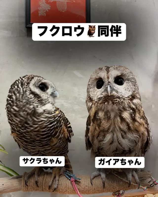 フクロウ🦉同伴で
モリフクロウのガイアちゃん
チャコモリフクロウのサクラちゃんが来てくれました✨

2羽とも当店にもいる種類ですが
当店のフクロウはヒヨコ食がメインなので黄色い嘴ですが
こちらの2羽はマウス食がメインのため嘴は薄いです😳
みんな違って、みんな可愛いですね😍

ぜひまたお気軽に遊びに来てください✨

※ヒヨコに含まれる色素の沈着によって嘴が黄色くなります。
ヒヨコ以外のウズラやマウスをメインにすると代謝によって沈着がなくなりグレーの嘴になります

どちらが良いとかではなく食環境の違いです！

＊＊＊＊＊＊＊＊＊＊＊＊＊＊＊＊＊＊＊
【店舗情報】
フクロウギャラリーTOKYO

【アクセス】
東京都江東区三好4-7-30
東京都現代美術館すぐ近く

清澄白河駅から徒歩12分

【営業時間】
13:00〜20:00（最終入場 19:00）
月曜定休（祝日の場合、翌火曜日が定休）

＊＊＊＊＊＊＊＊＊＊＊＊＊＊＊＊＊＊＊

[Store Information] Owl's Gallery TOKYO

[Access] 4-7-30 Miyoshi, Koto-ku, Tokyo Right next to the Tokyo Museum of Contemporary Art
12-minute walk from Kiyosumi-Shirakawa Station

[Business Hours] 1:00 PM - 8:00 PM (Last entry by 7:00 PM) Closed on Mondays (If Monday is a holiday, the gallery will be closed the following Tuesday)

＊＊＊＊＊＊＊＊＊＊＊＊＊＊＊＊＊＊＊
#フクロウカフェ #owlcafe
#東京都現代美術館 #美術館
#フクロウ　#フクロウのいる生活
#フクロウ好きと繋がりたい
#フクロウギャラリーTOKYO
#フクロウギャラリー
#猛禽類 #鷹 #タカ
#江東区　#清澄白河　#隠れ家　#カフェ
#東京 #tokyo #観光
#tokyotravel #museumofcontemporaryart