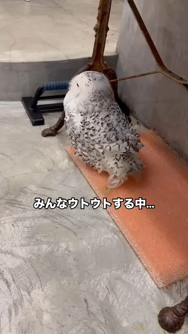 みんなウトウトする中…
1羽だけ👀パッチリ！

＊＊＊＊＊＊＊＊＊＊＊＊＊＊＊＊＊＊＊
【店舗情報】
フクロウギャラリーTOKYO

【アクセス】
東京都江東区三好4-7-30
東京都現代美術館すぐ近く

清澄白河駅から徒歩12分

【営業時間】
13:00〜20:00（最終入場 19:00）
月曜定休（祝日の場合、翌火曜日が定休）

＊＊＊＊＊＊＊＊＊＊＊＊＊＊＊＊＊＊＊

[Store Information] Owl's Gallery TOKYO

[Access] 4-7-30 Miyoshi, Koto-ku, Tokyo Right next to the Tokyo Museum of Contemporary Art
12-minute walk from Kiyosumi-Shirakawa Station

[Business Hours] 1:00 PM - 8:00 PM (Last entry by 7:00 PM) Closed on Mondays (If Monday is a holiday, the gallery will be closed the following Tuesday)

＊＊＊＊＊＊＊＊＊＊＊＊＊＊＊＊＊＊＊
#フクロウカフェ #owlcafe
#東京都現代美術館 #美術館
#フクロウ　#フクロウのいる生活
#フクロウ好きと繋がりたい
#フクロウギャラリーTOKYO
#フクロウギャラリー
#猛禽類 #鷹 #タカ
#江東区　#清澄白河　#隠れ家　#カフェ
#東京 #tokyo #観光
#tokyotravel #museumofcontemporaryart